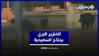 خنازير برية تصل السعيدية عبر الحدود الجزائرية [upl. by Bunns]