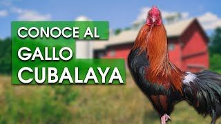 Gallo Cubalaya 🐔 Características temperamento  historia y más [upl. by Adirahs]