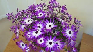 Senetti Care [upl. by Letitia63]