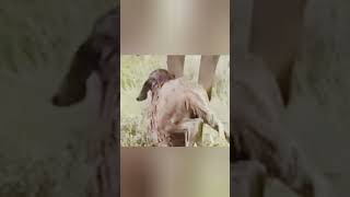 Just born wobbly legs welcome wildwildlife youtubeshorts viralshort subscribemychannel [upl. by Chandos]