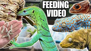 FEEDING MY PET REPTILES 50 SILKWORMS SKINKS GECKOS TURTLES AND MORE SILKWORM FEEDING VIDEO [upl. by Lelah]