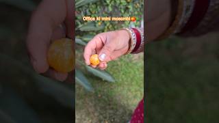 Mini Mosambi mini vlog🍊 nature harvesting moutains [upl. by Orsini]