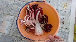 How to harvest Radicchio di Treviso [upl. by Benedict]