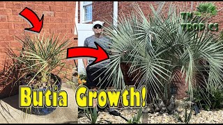 Jelly Palm Growth Video [upl. by Yereffej]