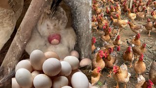 Mixing food for egglaying chickens How to treat coccidiosis in chickens  Chicken Farm [upl. by Libbie]