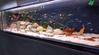 150 cardinal tetra in an aquascapingaquarium tank [upl. by Hooge]