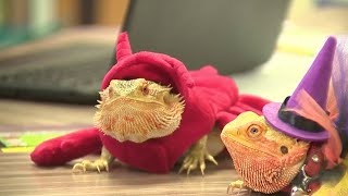 SAISD elementary school teacher uses bearded dragons to teach kids about the election [upl. by Eninaj]