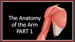 Gross Anatomy of the Arm PARTS 1 [upl. by Leirej]