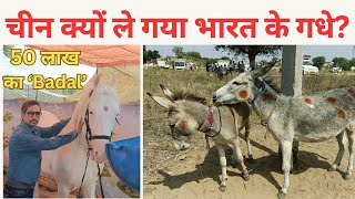 गधों का क्या करता है चीन  Donkey  Nukra Horse  Donkey Story  Gadha  China [upl. by Einaej]