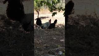 Gallo cantando en el campo [upl. by Krauss]