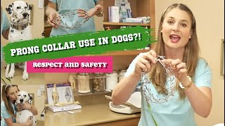 PRONG COLLAR USE IN DOGS  MUST WATCH [upl. by Jarus949]