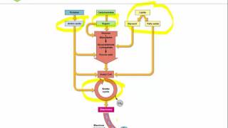 Intro to Organic Acid Testing Part 1 [upl. by Sitoeht]