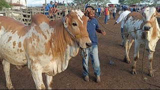 FEIRA DE GADO EM CACHOEIRINHA PE DIA 11042024 MUITO GADO BOM HOJE [upl. by Ellohcin]