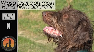 Hundeerziehung „Bindung“ Geheimrezept für den Abruf  Hundeschule UB [upl. by Alicirp]