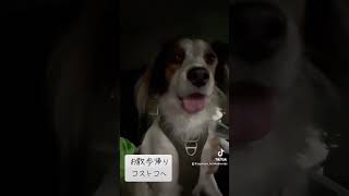 kooikerhondje コーイケルホンディエ 大谷翔平 デコピン [upl. by Wooldridge921]