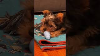 yorkie vs kong dog toy mrbeantheyorkie24 [upl. by Devora]