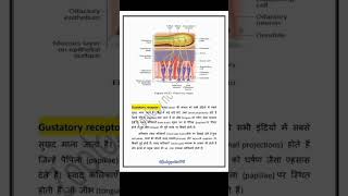 Olfactory systemreceptors Anatomy and physiology pathways  smell receptor in hindi notes [upl. by Newell]