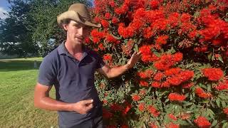 CORYMBIA FICIFOLIA quotRED FLOWERING GUMquot [upl. by Eidnarb]