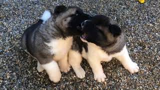 American Akita Puppies Bären mit 5 Wochen [upl. by Alegnaoj]