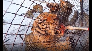 Feeding Siberian Tigers at Harbin Tiger Park China [upl. by Noreen]