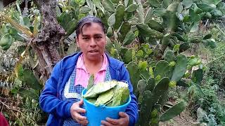 Asi se prepara una deliciosa comida con nopales cebolla y chile Huachinango [upl. by Ekeiram]