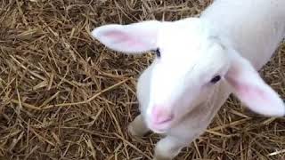 Cute Lacaune Baby Lambs Bleating Baa [upl. by Armington370]