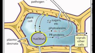 Signaling Plant Pathogen [upl. by Ilsel550]