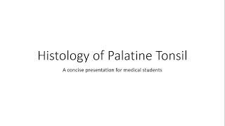 Palatine Tonsil  Histology [upl. by Lekar542]