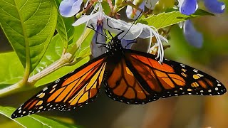 Monarch Danaus plexippus Timucuan Ecological and Historical Preserv [upl. by Hnaht]