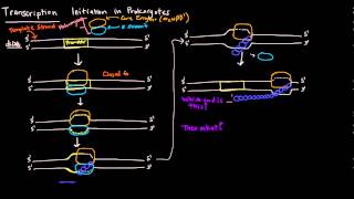 Transcription Part 3 of 6  Initiation in Prokaryotes [upl. by Cyb]