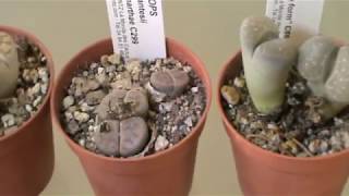 Ma collection de Lithops [upl. by Egbert]