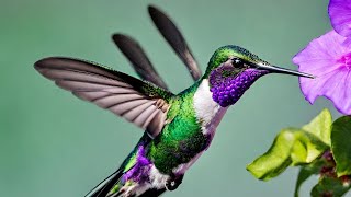 Zoom Zoom of Hummingbirds hovering  Hummingbird flying backwards [upl. by Eecal]