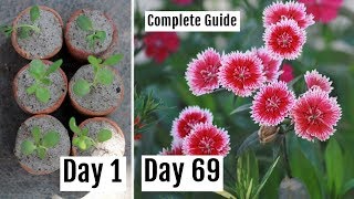 How to Grow Dianthus Plant in Pots  Care Tips amp Complete Guide [upl. by Tija941]