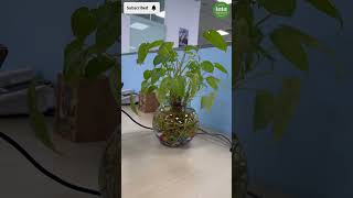 Money Plant  Benefits  Rambam [upl. by Mya]