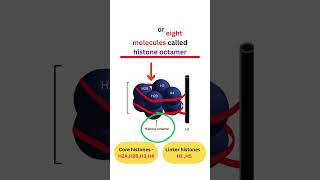 Packaging of DNA Helix Nucleosome Histone quickrevision class12biology 2025boardexam [upl. by Llewsor]