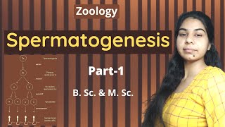 Spermatogenesis Part1  B Sc and M Sc  Zoology [upl. by Llekram144]