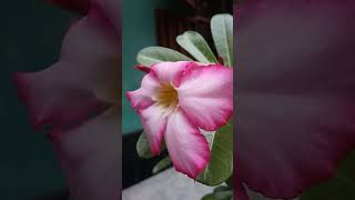 Kotobaro vebechinuviralvideo rabindrasangeet flowers adenium [upl. by Mcripley]