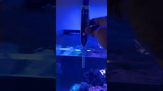 How to use the new IceCap salinity tester reef saltwateraquarium ocean tester [upl. by Sidnak]