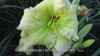 National Daylily Tour Gardens SC [upl. by Wade830]