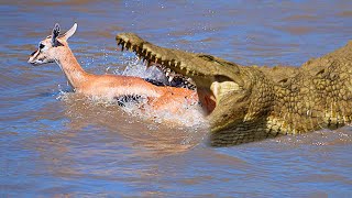 Crocodile chases Impala Under the River  Antelope tries but Underwater is the Crocodiles House [upl. by Asseralc629]