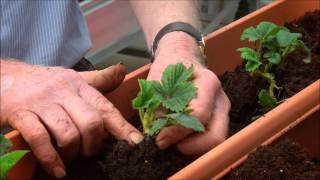 How to Grow Strawberries in a Planter [upl. by Aicelav]