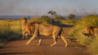 A Lion Coalition of 4 Males and Their Lion Cubs  Kruger National Park [upl. by Terrie717]