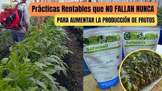 3 Prácticas Rentables que NO FALLAN NUNCA en CULTIVOS DE TOMATES [upl. by Aicilaana952]