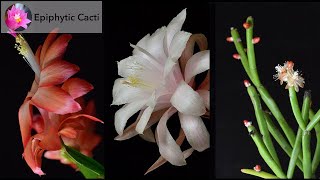 Epiphytic Cacti Showandtell Episode 2 timestamps [upl. by Daniela148]