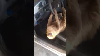 Driver Finds Sloth Hanging From Steering Wheel In Brazil  10 News First [upl. by Oihsoy442]