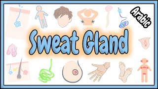 46 Sweat Gland  Skin Appendages  الغدة العرقية [upl. by Grey]