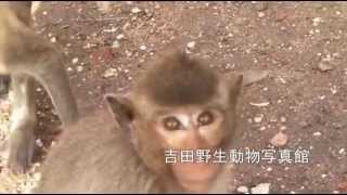 Mating Habits of the Crabeating Macaque カニクイザルの繁殖行動 [upl. by Icyak]