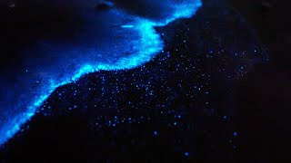 Bioluminescence Noctiluca scintillans  Nature 4K [upl. by Adrahs]