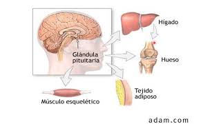 Hipófisis o pituitaria [upl. by Kiernan623]