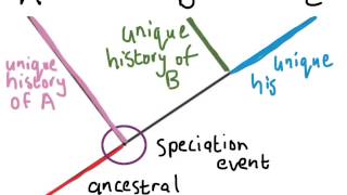 Understanding Phylogenetic Trees 1 [upl. by Anivlis648]